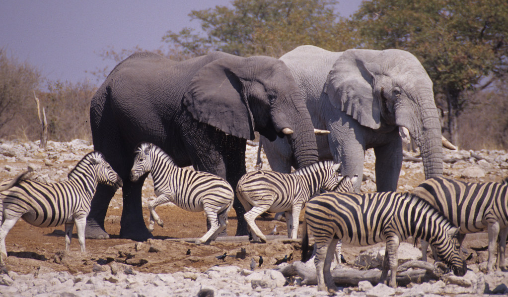 Tiere im Etosha Nationalpark als Motiv für die beste Reisezeit in Namibia